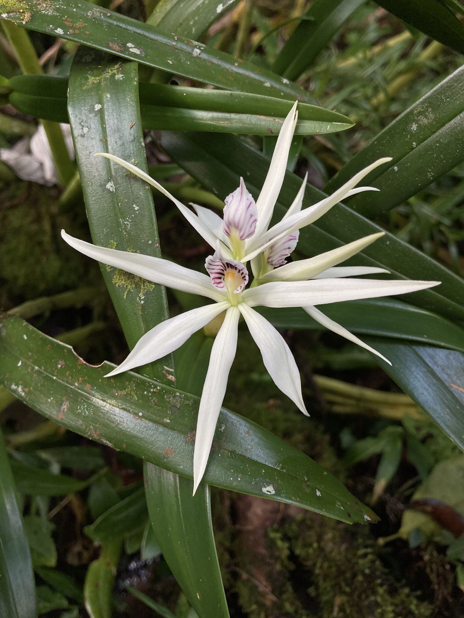 Prosthechea baculus